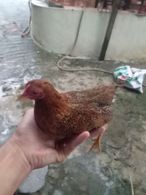 Cần thanh lý đàn trống tre trưởng thành. Mua bán Gà tại Huyện Quế Võ Bắc Ninh được đăng bởi Trương bảo long