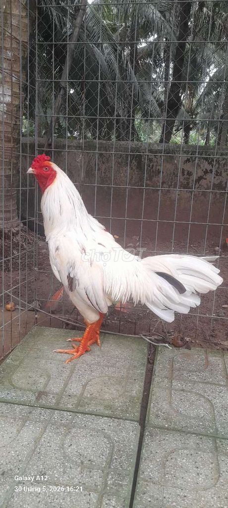 Gà Trắng 3.2 kg. Mua bán Gà tại Huyện Mỏ Cày Nam Bến Tre được đăng bởi Phạm quốc khánh hình 1