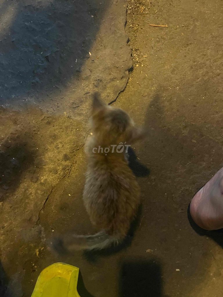 Tặng bé mèo. Mua bán Mèo tại Quận Bình Thạnh Tp Hồ Chí Minh được đăng bởi Duy hình 1