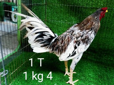 Xám 1 kg 4 gà zin ae nhé. Mua bán Gà tại Quận Gò Vấp Tp Hồ Chí Minh được đăng bởi nam gà tre 
