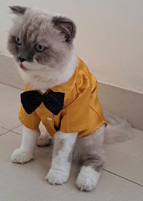 Mèo Anh lông dài mềm mượt 1,5 tuổi nặng 5,5 cân. Mua bán Mèo tại Quận Gò Vấp Tp Hồ Chí Minh được đăng bởi Yến Oanh