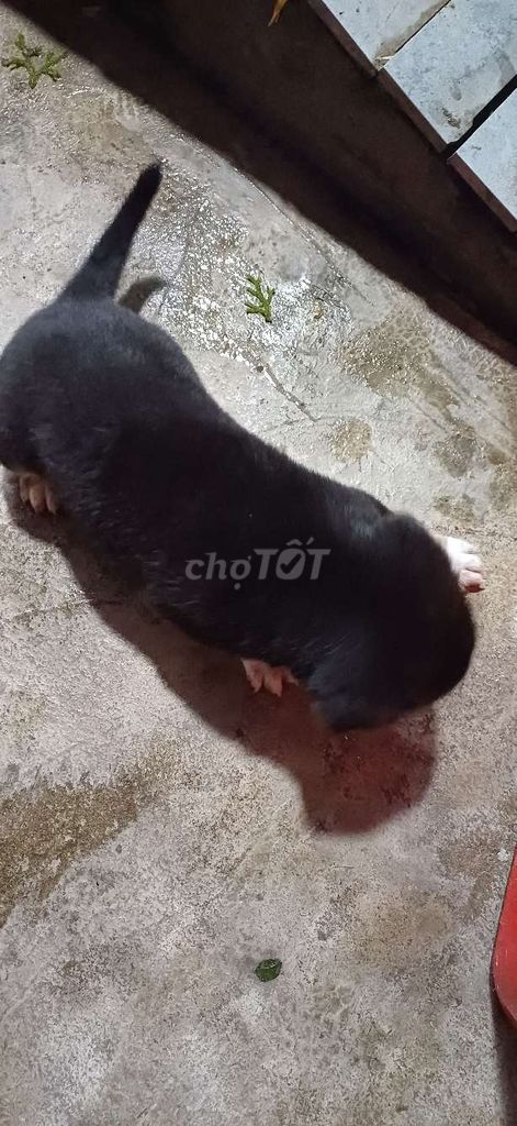 Chó Lai Bagre Đen, nâu, trắng. Mua bán Chó tại Quận Sơn Trà Đà Nẵng được đăng bởi A nam hình 1