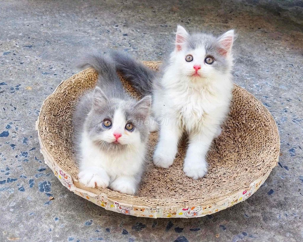 mèo xinh cần tìm chủ ❤️. Mua bán Mèo tại Quận Hải An Hải Phòng được đăng bởi Chouu hình 1