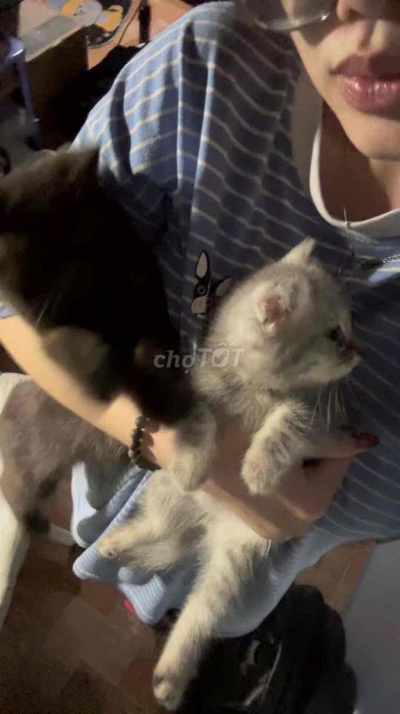 Mèo Anh lông ngắn Chocolate, Blue. Mua bán Mèo tại Quận 12 Tp Hồ Chí Minh được đăng bởi Vy Nguyễn Ngọc Thảo hình 1