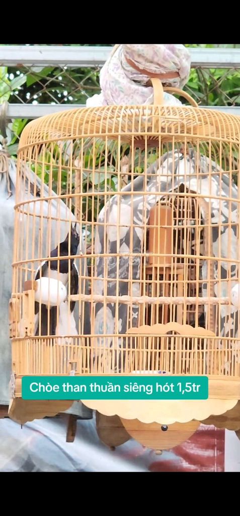 Bán chòe than thuần siêng hót. Mua bán Chim tại Quận Gò Vấp Tp Hồ Chí Minh được đăng bởi Tưởng Họa Mi  hình 2
