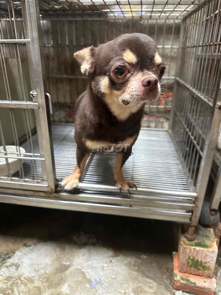 Chihuahua đực Socola phối giống. Mua bán Phụ kiện, Thức ăn, Dịch vụ tại Quận Phú Nhuận Tp Hồ Chí Minh được đăng bởi Đỗ khắc tiếng hình 1