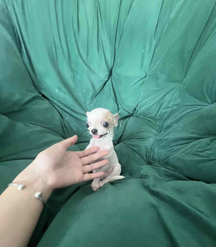 CHIHUAHUA CÁI BÒ SỮA TRẮNG MINI TEACUP❤️❤️