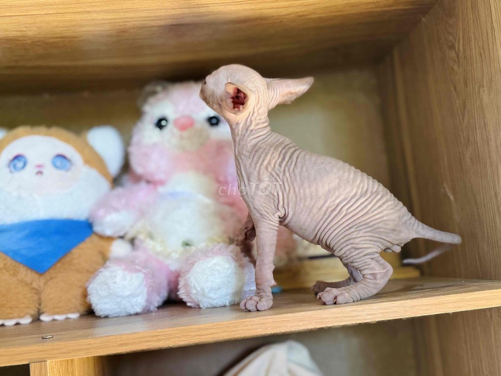 Mèo Sphynx Ai Cập Không lông. Mua bán Mèo tại Huyện Đại Lộc Quảng Nam được đăng bởi Đào Duy An hình 1