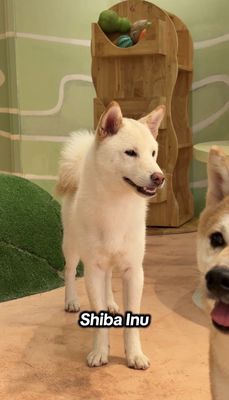 Chó Shiba Inu Nhật Bản