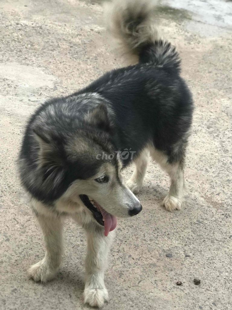 Chó Alaska cái 5 tuổi. Mua bán Chó tại Thành phố Biên Hòa Đồng Nai được đăng bởi Hòa Real hình 1