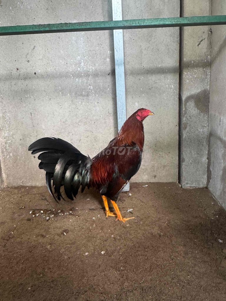 gà điều kg5. Mua bán Gà tại Quận Bình Thạnh Tp Hồ Chí Minh được đăng bởi Lâm Phúc hình 1
