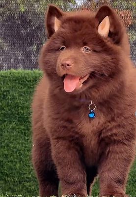 Chó Mông Cộc Tịt Nâu đỏ vip đẹp