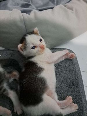 Mèo aln lai mẹ chân lùn. Mua bán Mèo tại Thành phố Thủ Đức Tp Hồ Chí Minh được đăng bởi PhuongLe