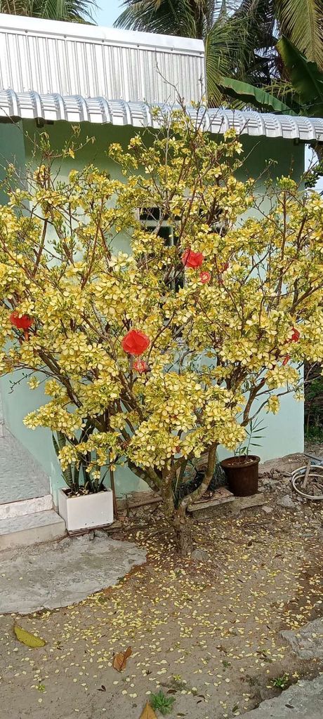 Mai vàng trang trí Tết. Mua bán Cây cảnh, đồ trang trí tại Huyện Giồng Riềng Kiên Giang được đăng bởi Huyle hình 1