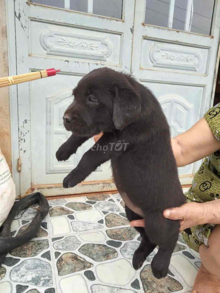 Labrador màu đen phong thuỷ ☘️☘️☘️. Mua bán Chó tại Quận Hải Châu Đà Nẵng được đăng bởi Huyền chip hình 1