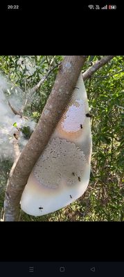 E bán mật ong rừng nguyên chất. Mua bán Đồ ăn, thực phẩm và các loại khác tại Thành phố Biên Hòa Đồng Nai được đăng bởi Du Thien