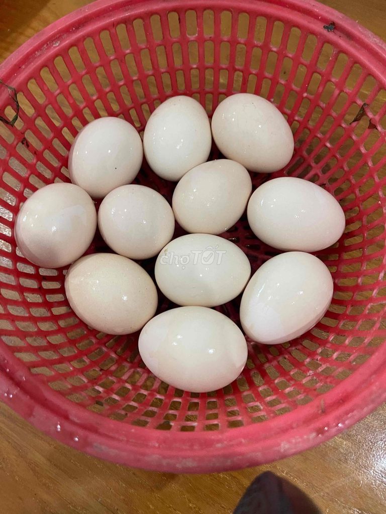 Trứng gà Hmong Bản địa Trắng. Mua bán Đồ ăn, thực phẩm và các loại khác tại Thị xã Bến Cát Bình Dương được đăng bởi Quang hình 1