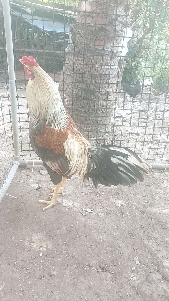 2,5kg xám chuối . Mua bán Gà tại Quận Bình Thuỷ Cần Thơ được đăng bởi nguyen van hien hình 1