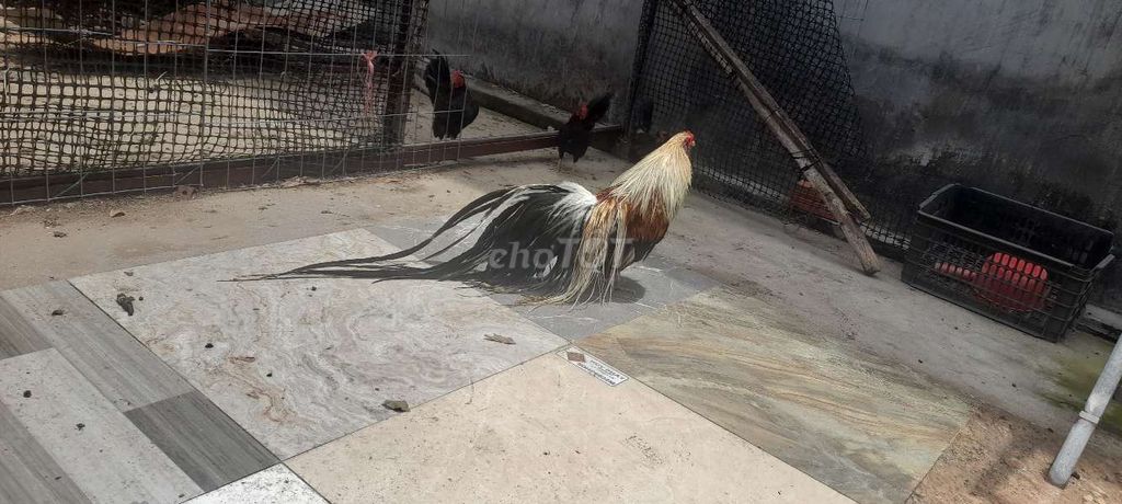 Gà Tân Châu nhiều màu. Mua bán Gà tại Huyện Tiểu Cần Trà Vinh được đăng bởi Giau Nguyen hình 1