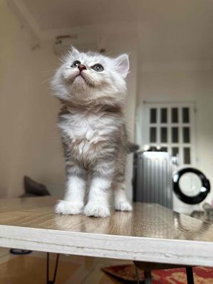 Mèo ald tabby xám có bờm sư tử. Mua bán Mèo tại Quận Gò Vấp Tp Hồ Chí Minh được đăng bởi Mai Linh
