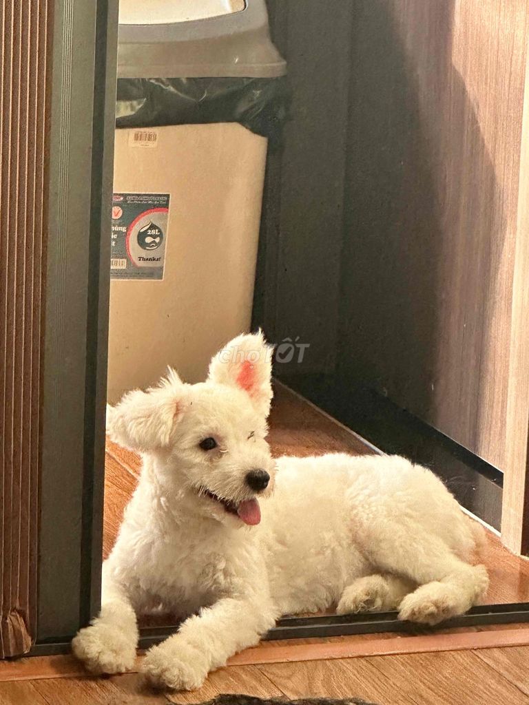 Poodle tai gấu,trắng,Lông đẹp,Đã tiêm đầy đủ. Mua bán Chó tại Quận Nam Từ Liêm Hà Nội được đăng bởi Trịnh Anh Tùng hình 2