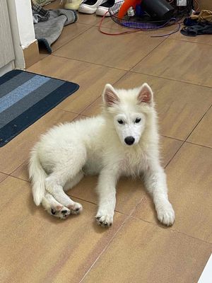 Chó Samoyed Đực Trắng Gần 3 tháng