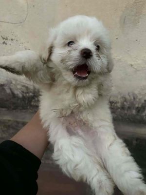 Chó Poodle con lông xoăn Trắng