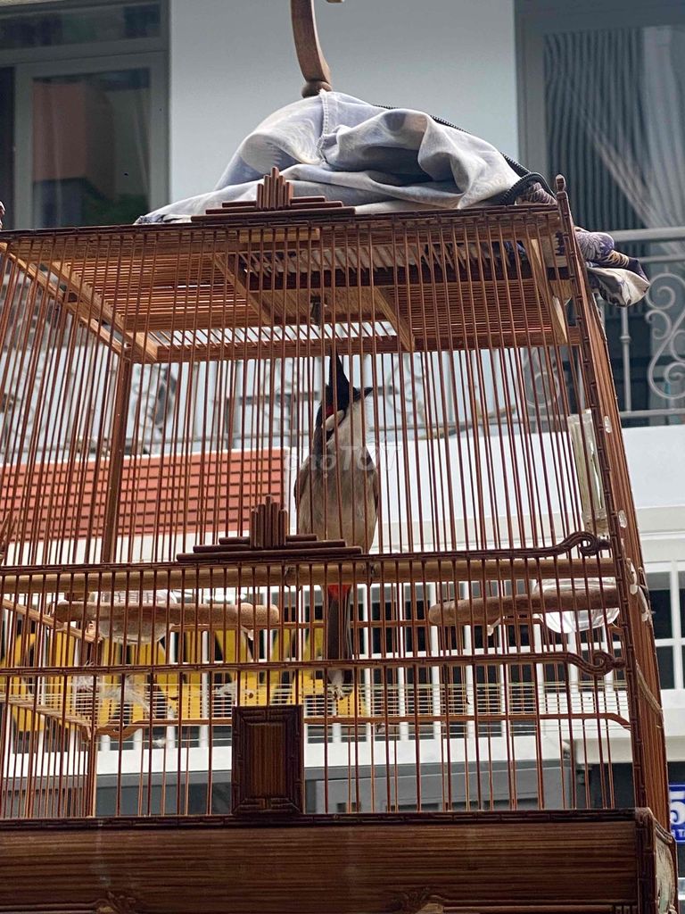 Giảm áp xuất. Mua bán Chim tại Quận Tân Phú Tp Hồ Chí Minh được đăng bởi cóc xoè hình 5