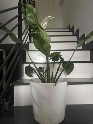 Cây Lan Ý, đang nở bông rất đẹp, màu trắng,. Mua bán Cây cảnh, đồ trang trí tại Quận Gò Vấp Tp Hồ Chí Minh được đăng bởi Bình