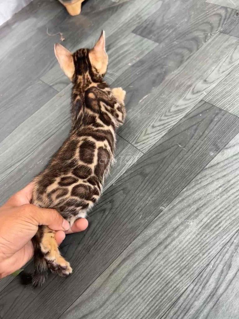Mèo Bengal Cái Đỏ. Mua bán Mèo tại Huyện Đông Anh Hà Nội được đăng bởi Nguyễn thiên thời hình 1