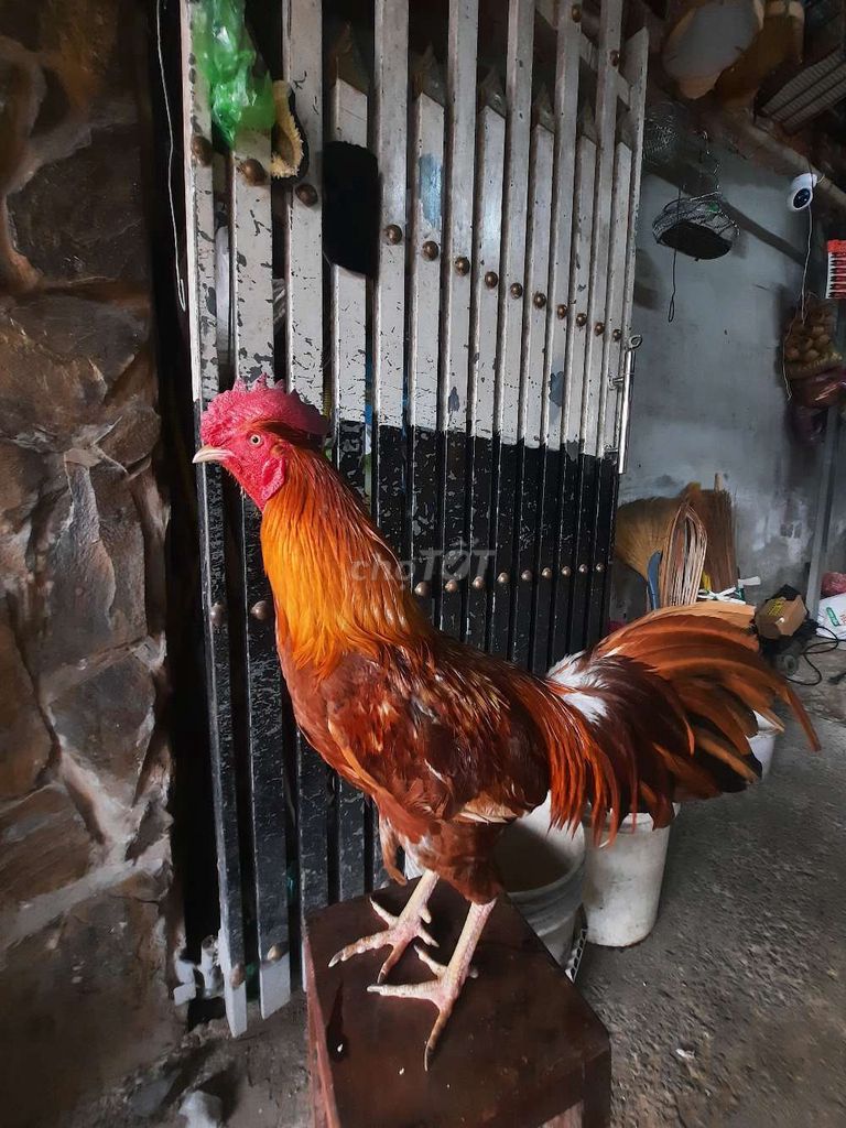 Khét 2kg750. Mua bán Gà tại Huyện Long Hồ Vĩnh Long được đăng bởi Thanh Trung hình 1