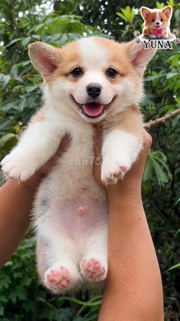 CHÓ CORGI FORM VIP. Mua bán Chó tại Quận 3 Tp Hồ Chí Minh được đăng bởi Thùy Trang hình 1