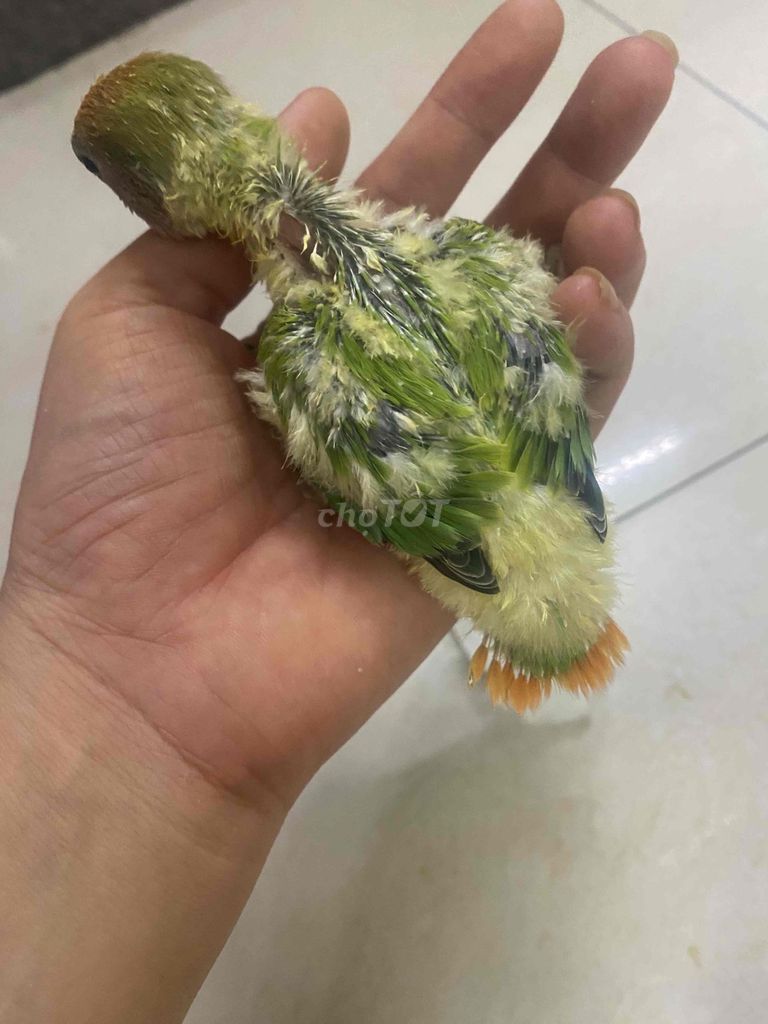 Vẹt non Vàng xanh Khỏe mạnh. Mua bán Chim tại Quận Bình Tân Tp Hồ Chí Minh được đăng bởi CÔNG TY TNHH TMDV TƯ VẤN HUỲNH LÊ hình 1