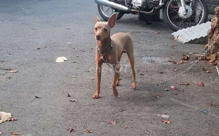 Chó Phốc hươu đực. Mua bán Chó tại Quận Tân Phú Tp Hồ Chí Minh được đăng bởi ttat hình 1