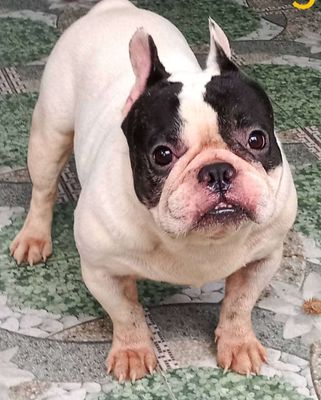 Bull pháp Đẹp 💖💖💖