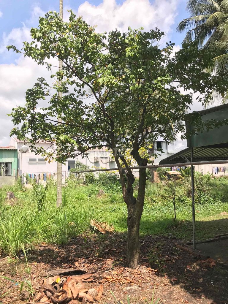 Cây khế 4-5m hoành 80cm. Mua bán Cây cảnh, đồ trang trí tại Huyện Châu Thành Long An được đăng bởi Bán tùm lum hình 1