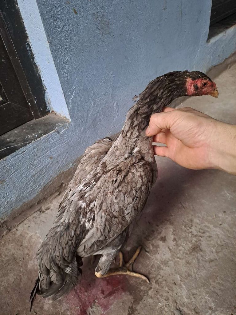 Gà mái xám ngũ quỷ. Mua bán Gà tại Huyện Quốc Oai Hà Nội được đăng bởi Huấn hình 1