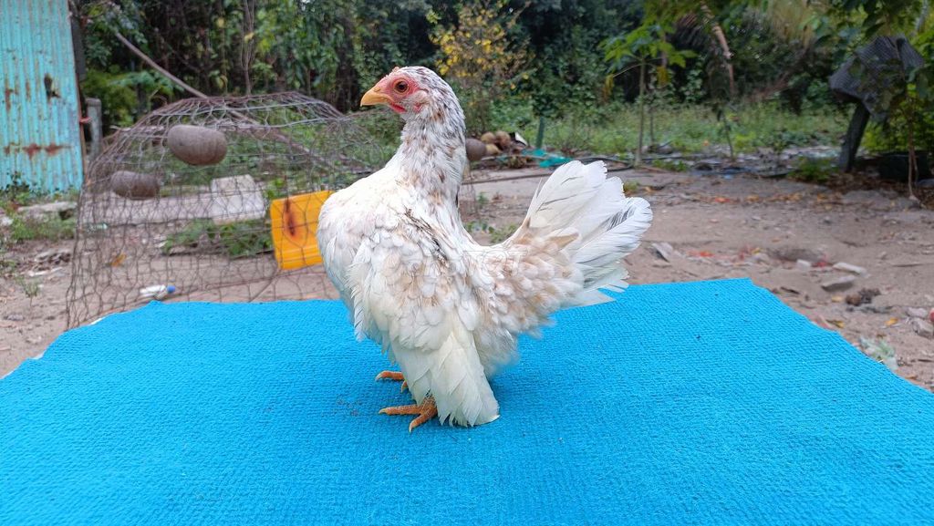 Gà Serama mái 3.5 tháng. Mua bán Gà tại Thành phố Rạch Giá Kiên Giang được đăng bởi Bush rạch giá hình 1