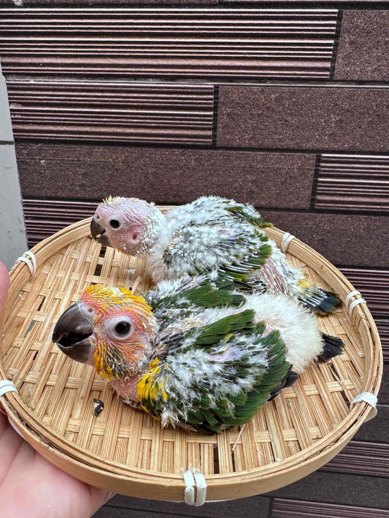 Vẹt non dưới 3 tháng. Mua bán Chim tại Quận Tân Phú Tp Hồ Chí Minh được đăng bởi Thủy huỳnh hình 1