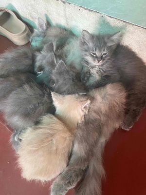 Mèo anh lông dài hơn 1 tháng tuổi. Mua bán Mèo tại Huyện Ân Thi Hưng Yên được đăng bởi Gia Hưng