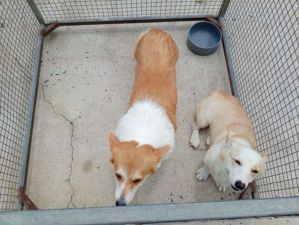 Chó Corgi Cái Vàng trắng đã sinh sản Hiền lành. Mua bán Chó tại Quận 12 Tp Hồ Chí Minh được đăng bởi Nhân Rottweiler  hình 1