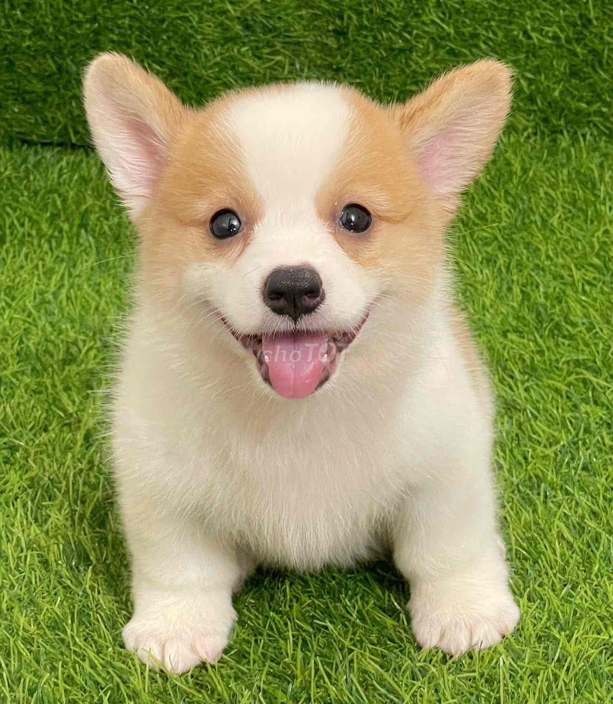 Chó Corgi Trắng vàng Đã tiêm phòng. Mua bán Chó tại Huyện Thanh Trì Hà Nội được đăng bởi Nguyễn Longg hình 1