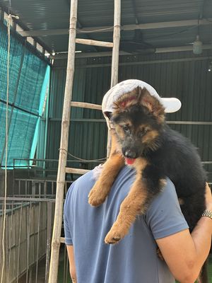 Chó Becgie 8-9kg Đen vàng đã tiêm