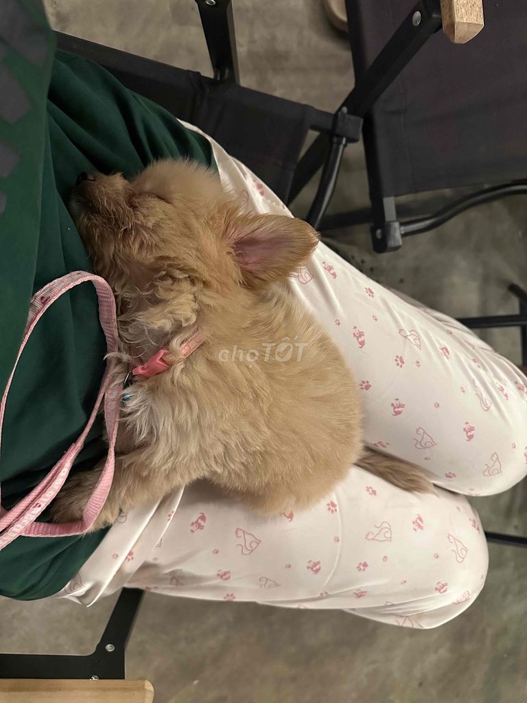 phốc sóc lai poodle. màu nâu nhạt. Mua bán Chó tại Quận Hoàng Mai Hà Nội được đăng bởi nguyễn phương anh hình 1