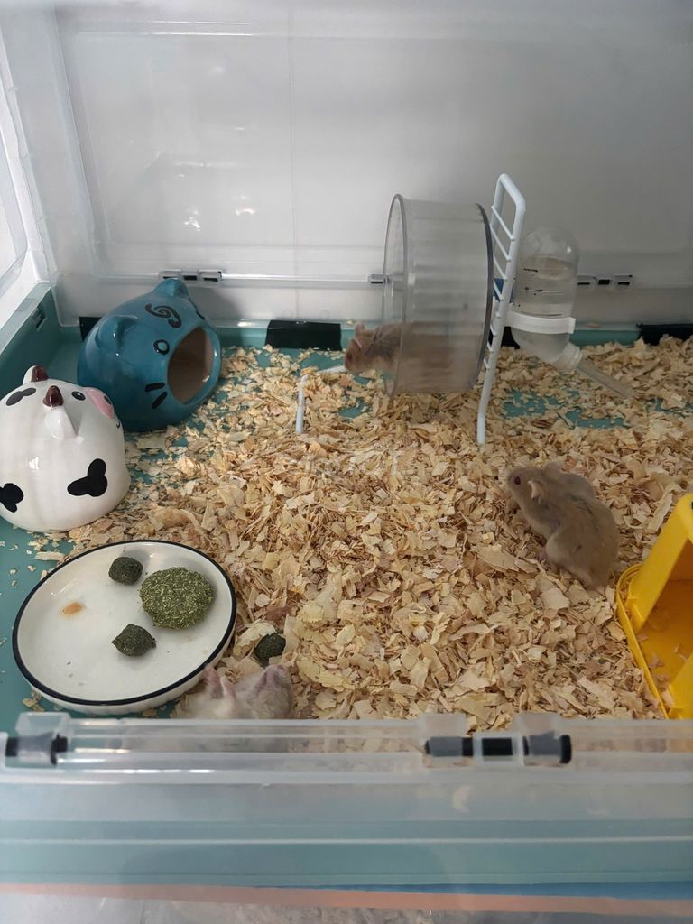 Chuột Hamster Nâu 3 tháng tuổi. Mua bán Thú cưng khác tại Quận Gò Vấp Tp Hồ Chí Minh được đăng bởi Nguyễn Tiến hình 1