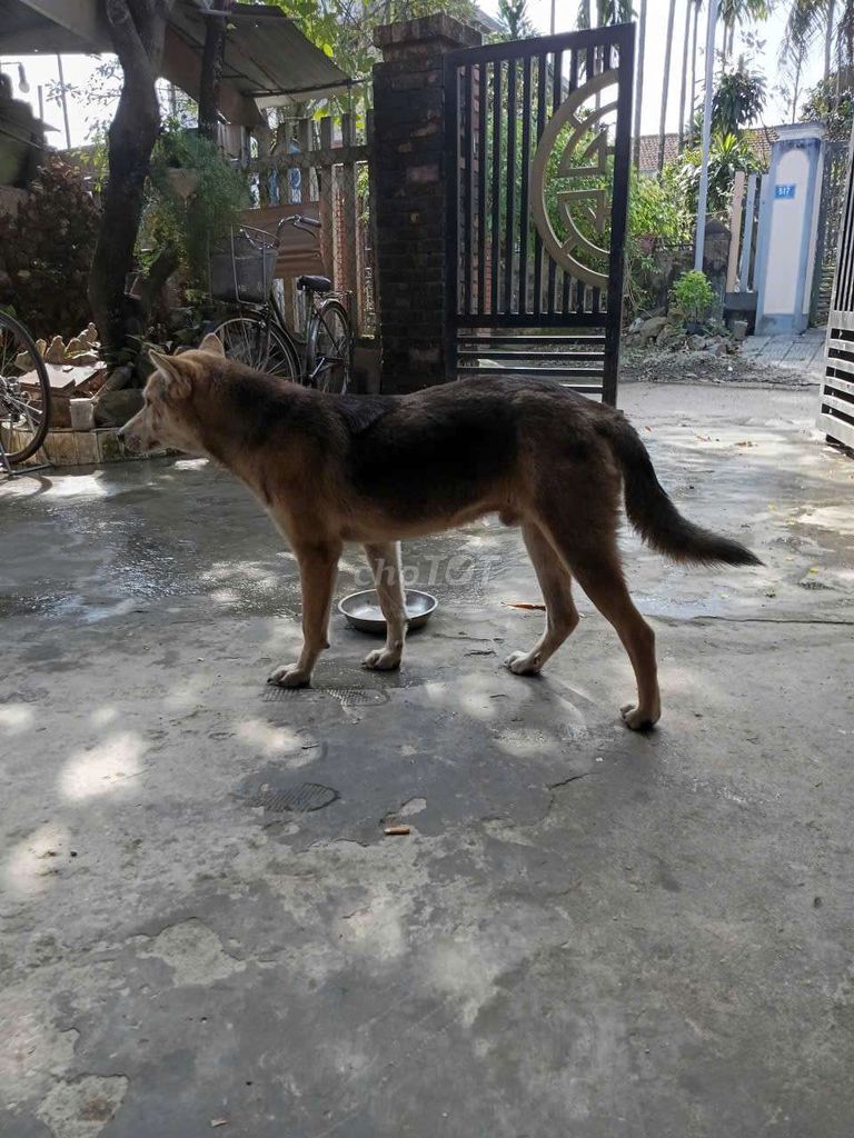 Chó Becgie Đức lai đực 5-7 tháng. Mua bán Chó tại Thành phố Huế Thừa Thiên Huế được đăng bởi Quốc Sinh hình 1