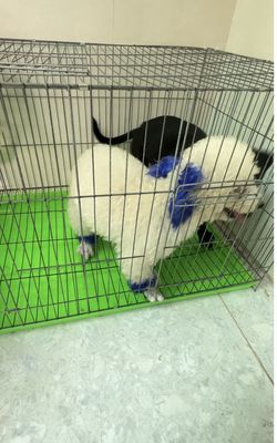 Chó Poodle cái 4 tháng rưỡi