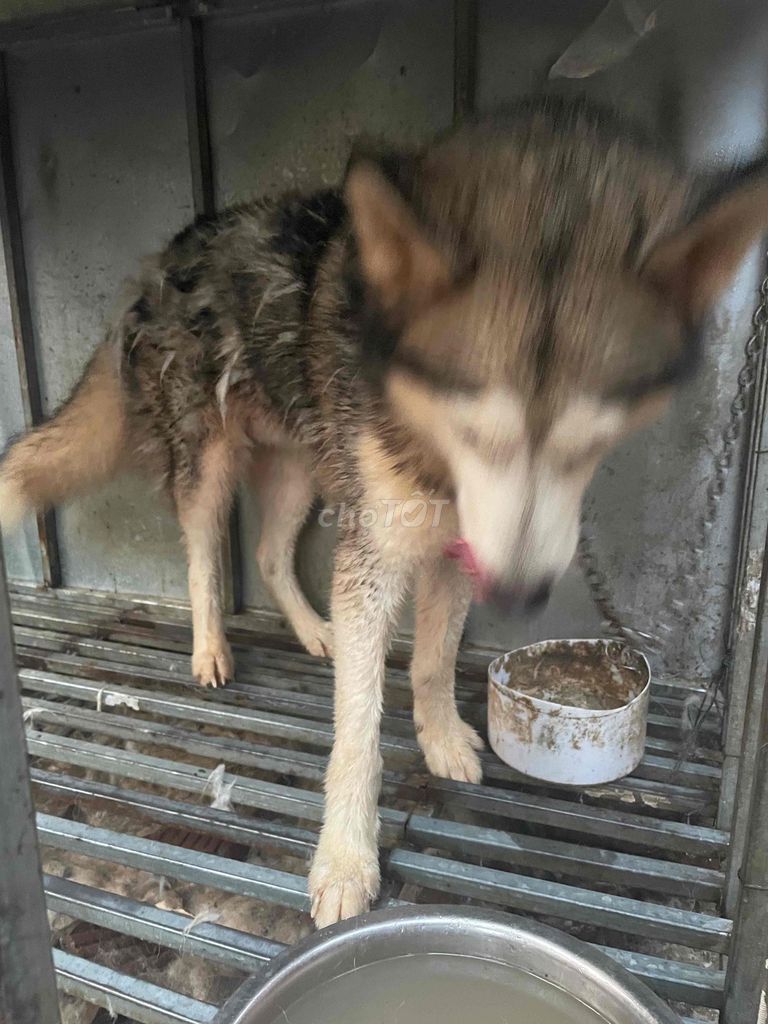 Chó Husky Nâu trắng. Mua bán Chó tại Huyện Yên Khánh Ninh Bình được đăng bởi Trương văn thư  hình 1