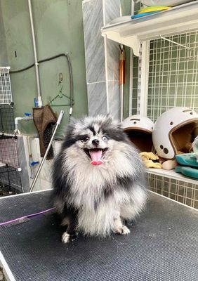 Bé trai tinymixteacup tai gấu