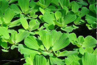 Cho tặng bèo thả hồ - 134931145